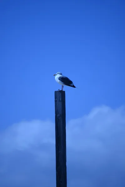 DSC_4982 (Large).JPG